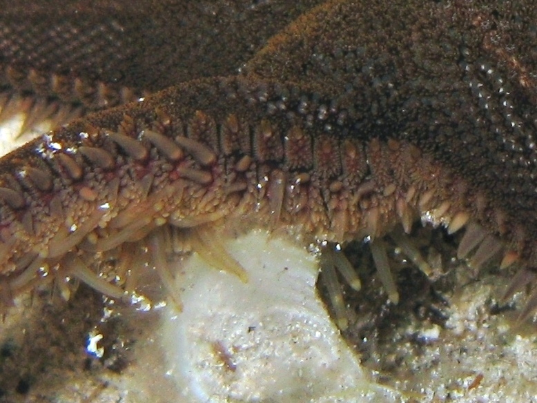 Guida allidentificazione del genere Astropecten